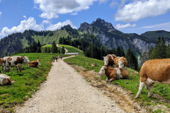 Unterwegs in den Chiemgauer Alpen: Auf dem Weg zur Piesenhauser Alm