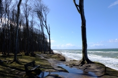 Gespensterwald und Steilküste